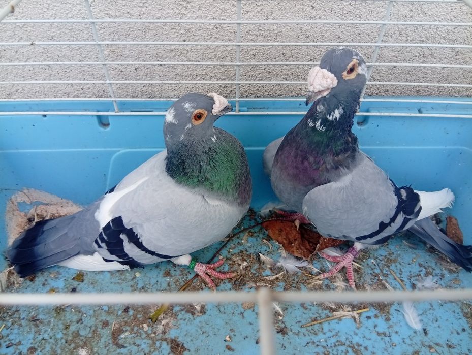 Porumbei voiajori de stil vechi