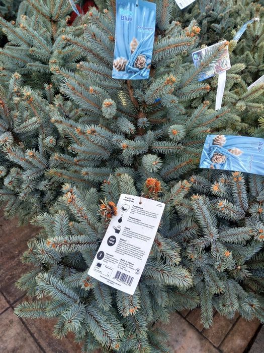 Vând puieți de brazi arginti  la ghiveci super bleu