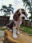 Mascul beagle tricolor