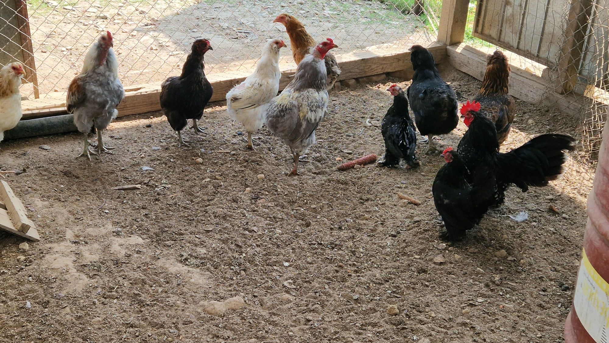 Vand familii gaini araucana și mii de flori