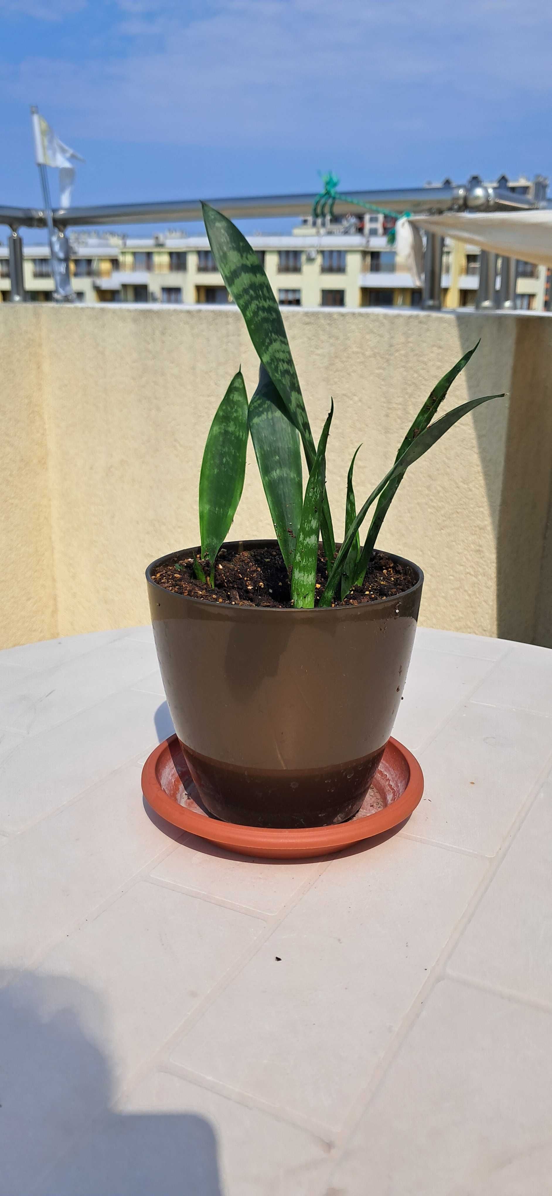 Сансевиера, Snake plant