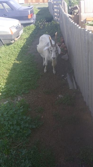 Срочно продам козу