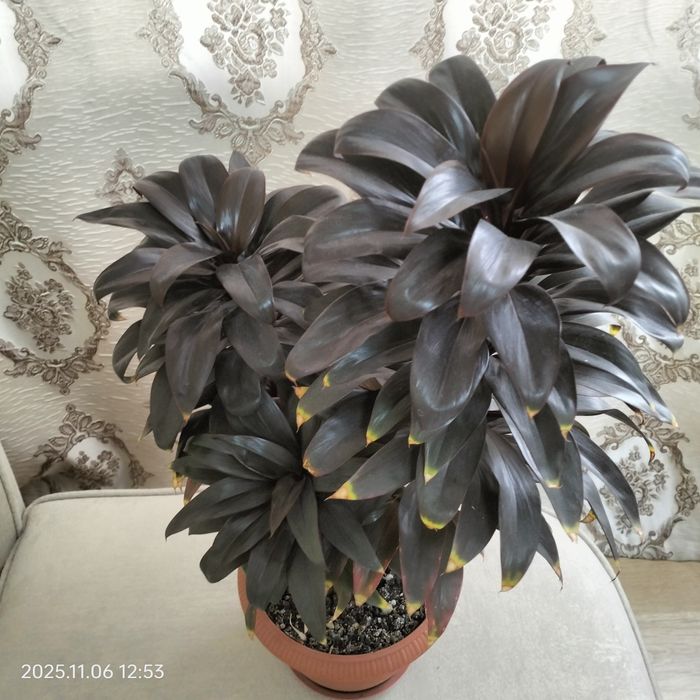 Кордилина цветок.