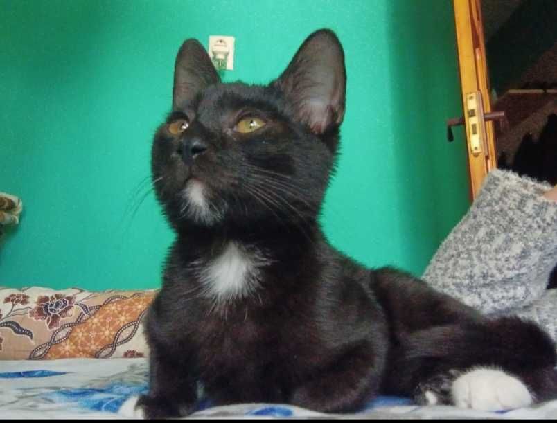 Pisoi de 3 luni pentru adopție