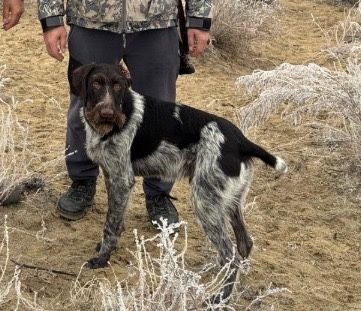 Продам  Дратхаар