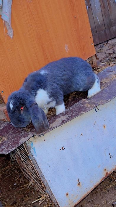 Disponibili o pereche berbec german