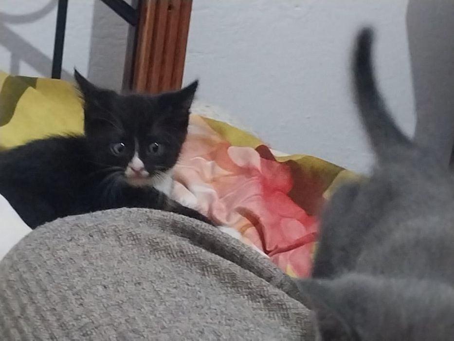 Милые котята в добрые руки