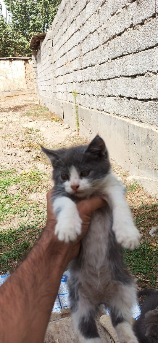 Yaxwi qaridigan odamga hadiyaga beramiz. 5 ta muwuk bolasi bor