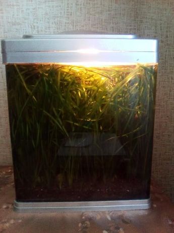 Продам аквариум с живыми растениями.