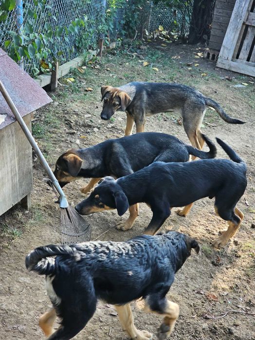 Подарявам кученца