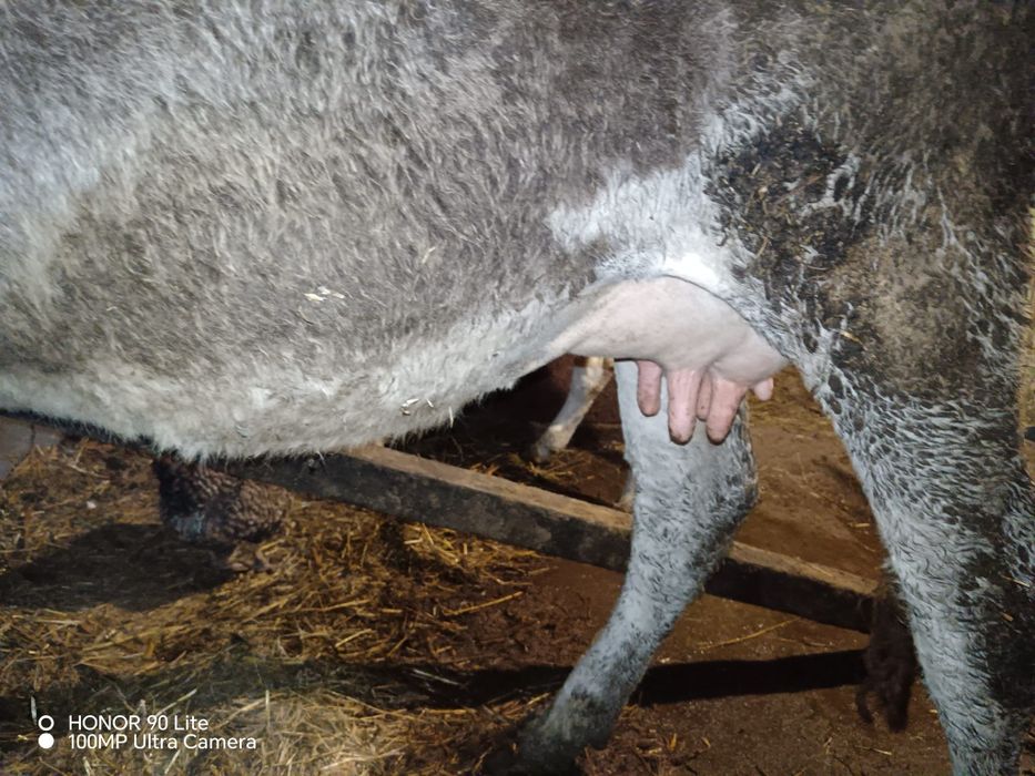 Vând  jurincă cu  vitel