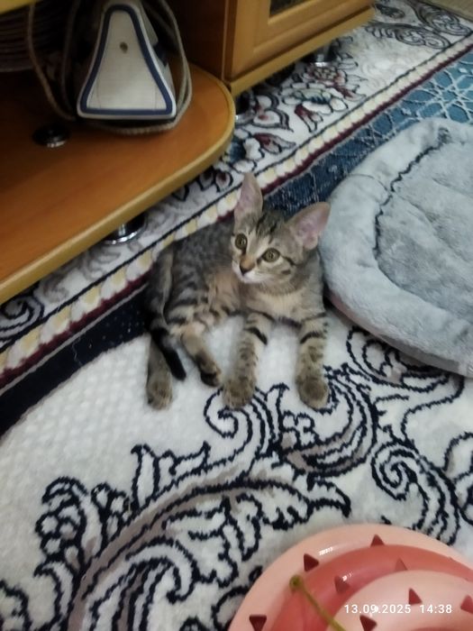 Отдам котенка в хорошие руки