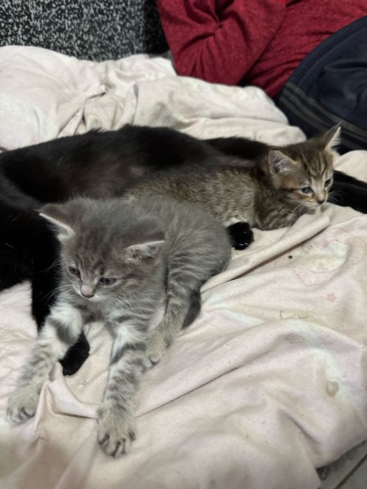 отдам котят девочки