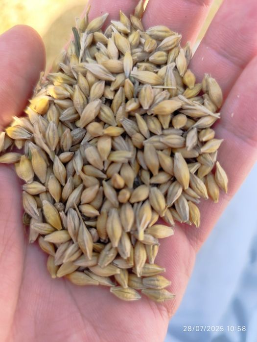 Orz, Ovăz, Grâu de vânzare 1,5leu/kg. Grăunte mămăligă 1leu/kg.