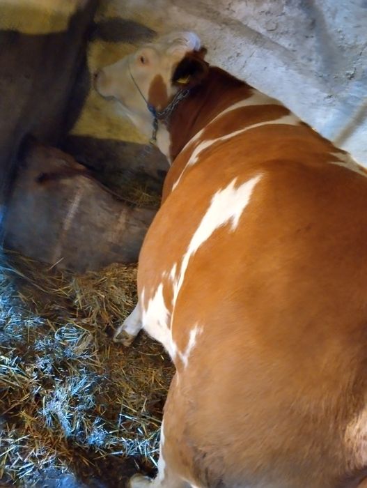 Vacā tānārā de abator