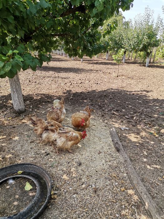 Cocoși crescuți la curte