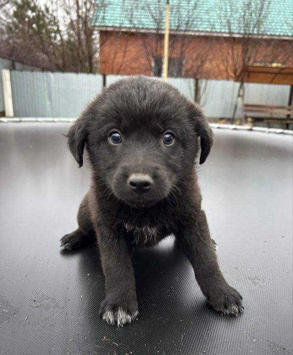 щенята ищут дом и любящих хозяев