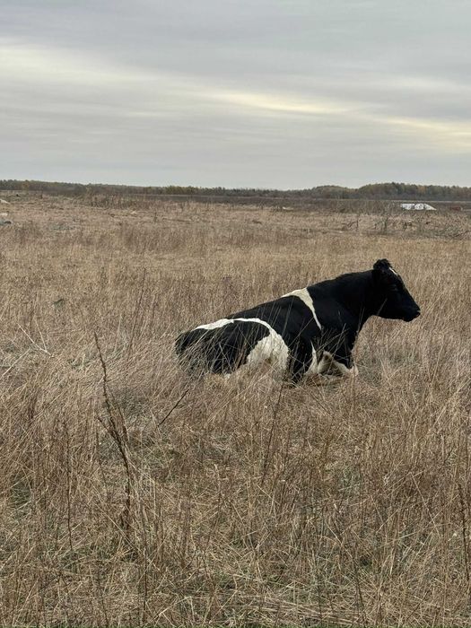 VAND TAURI INTRE 300-600 kg (Dabuleni, Dolj)