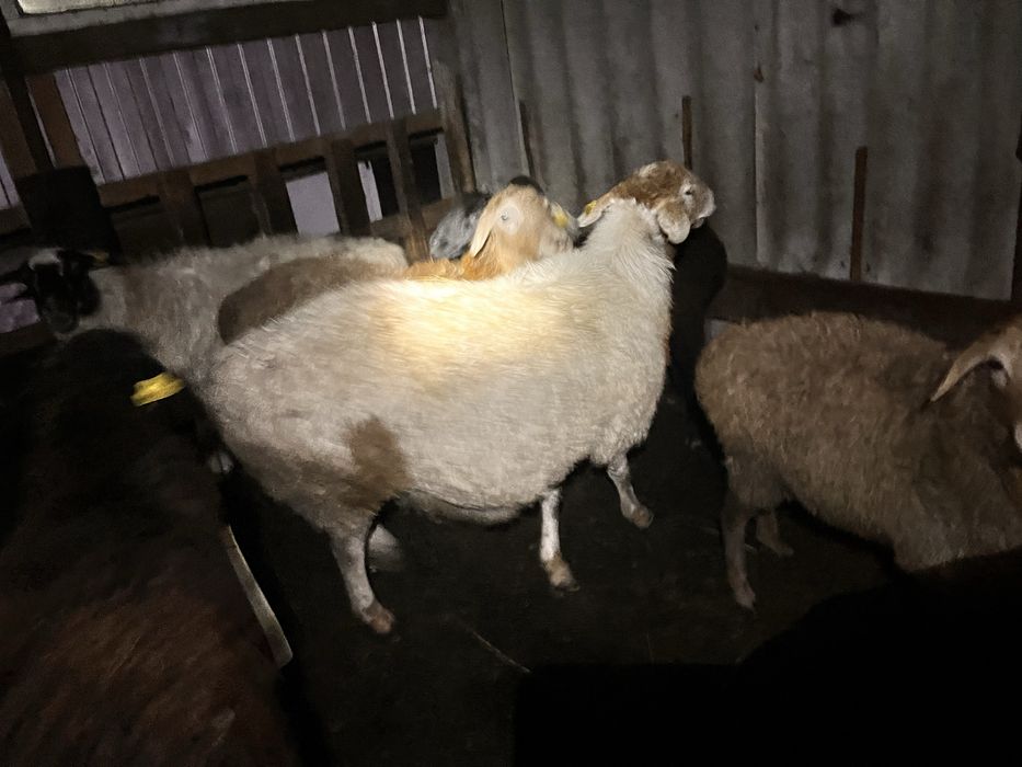 Продам барана ургашы