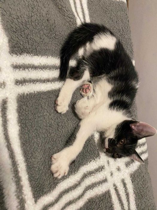 motan pentru adoptie