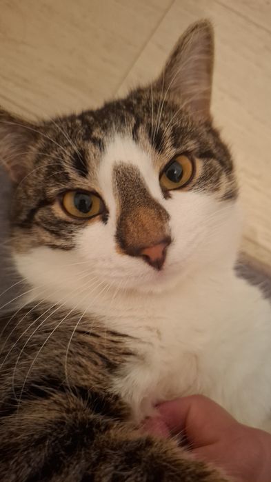 Отдам кота с его вещами