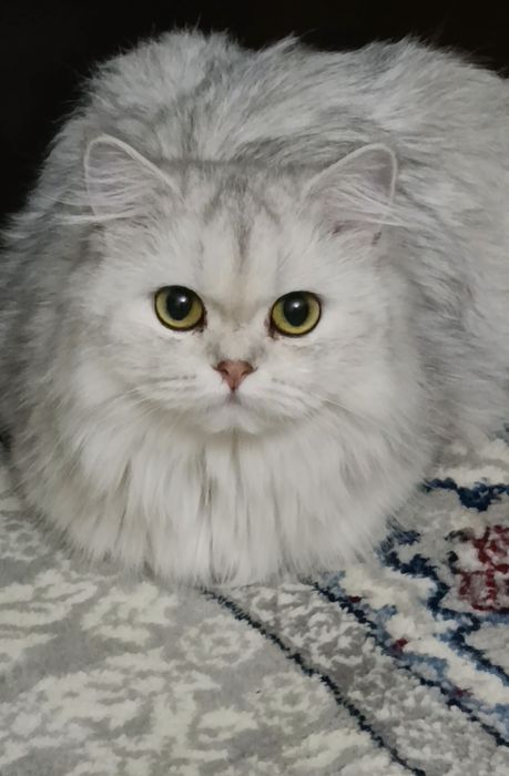 В любимцы серебристая шиншилла