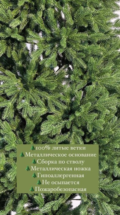 Елка ёлка шыпша