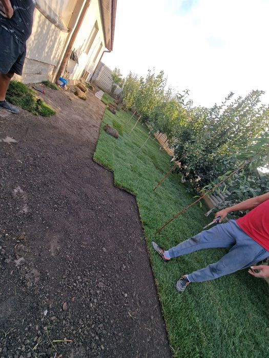 Gazon natural rulouri sau semințe