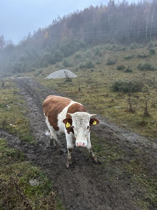 Vând tauraș ……..