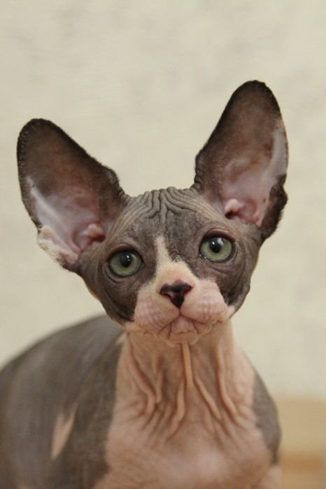Котята-сфинксы. Канадские