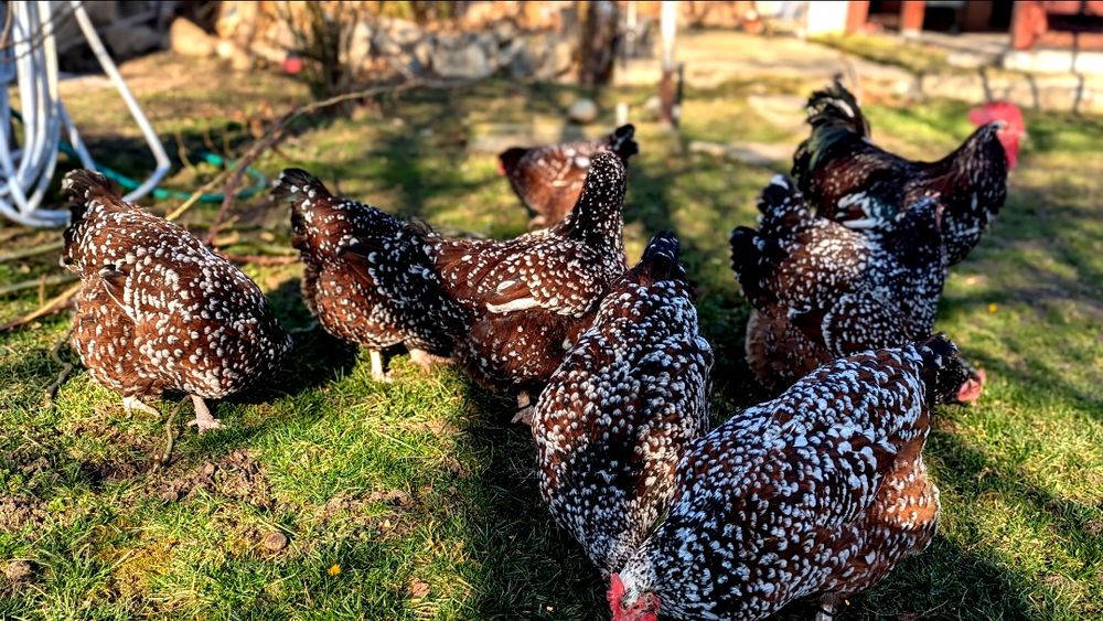 Oua pt incubat Sussex /susex porțelan