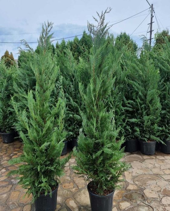 Leylandii – Gard viu dens și rapid, transport și plantare incluse!