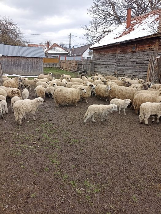 Oi și miei de vânzare