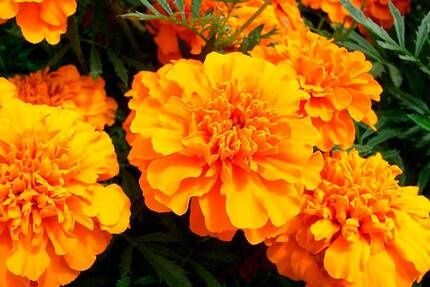 Цветы тагетис жёлтый, оранжевый, тигровый