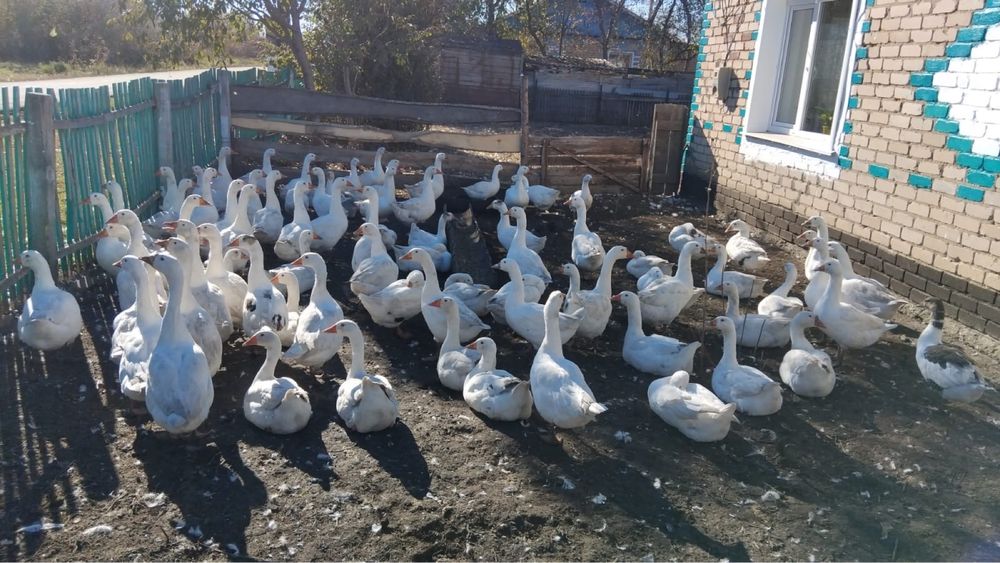 Продам гусей 85 штук