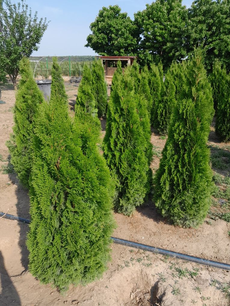 Tuia thuja smaragd din propria producție