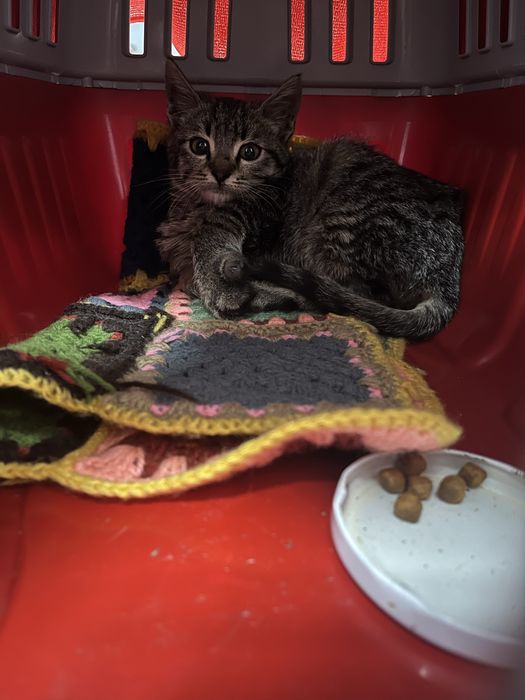 Коте момче 3месеца търси дом.