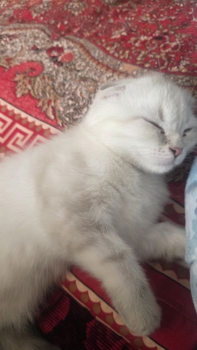 Продам котёнка Шотландской вислоухой породы