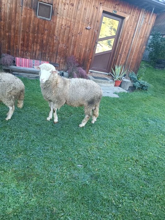 Vând berbec  îl de France are 10 luni