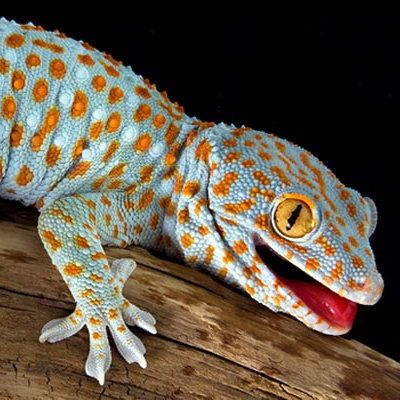 В продаже гекконы Токи