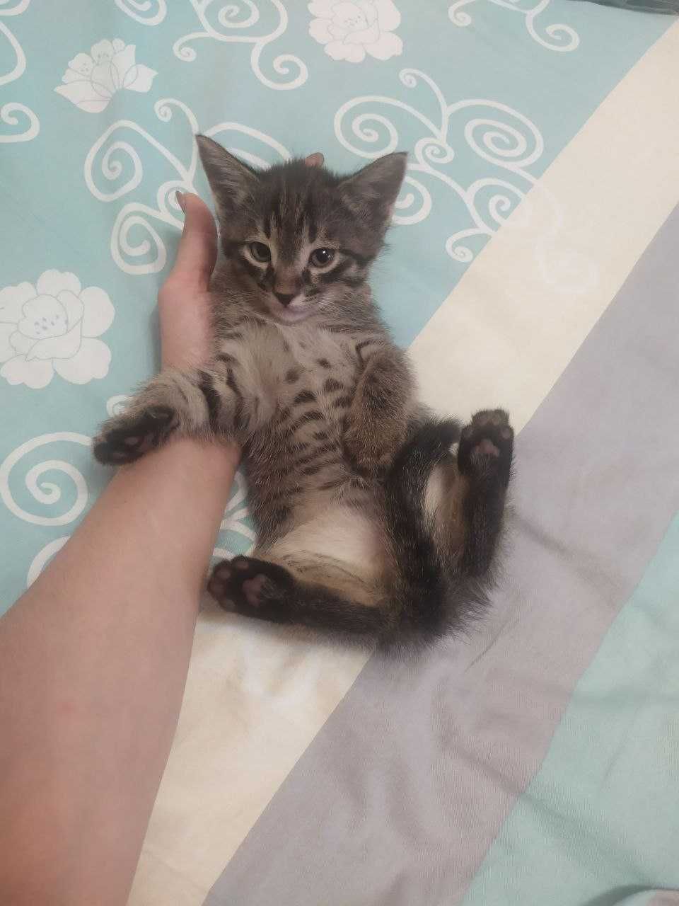 Отдадим котёнок даром в добрые руки