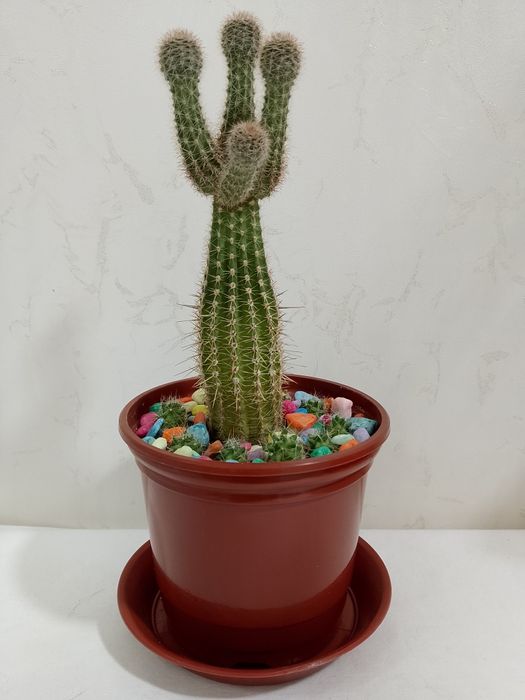 Кактусы домашние. См. все фото.