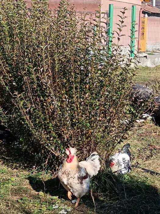 Vând cocoși diferite rase.