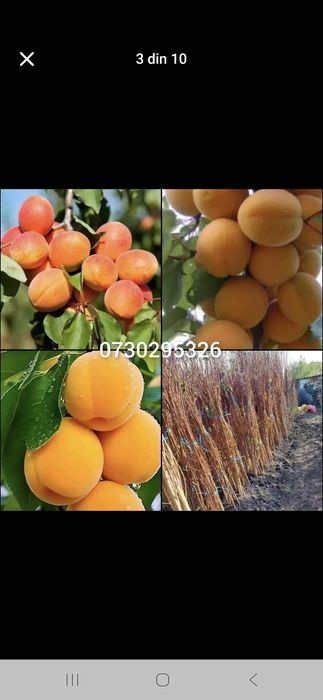 Vând Pomii Fructiferi Altoiți Clasici si Columnari anul 3 de vegetație
