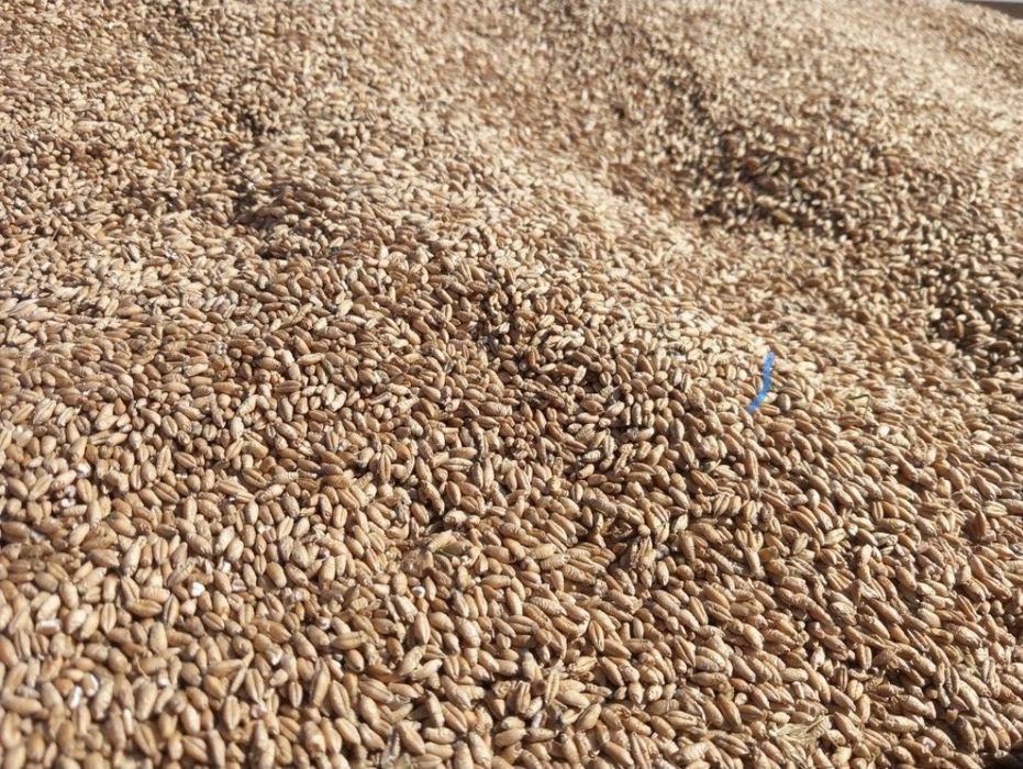 Triticale furajere pentru animale