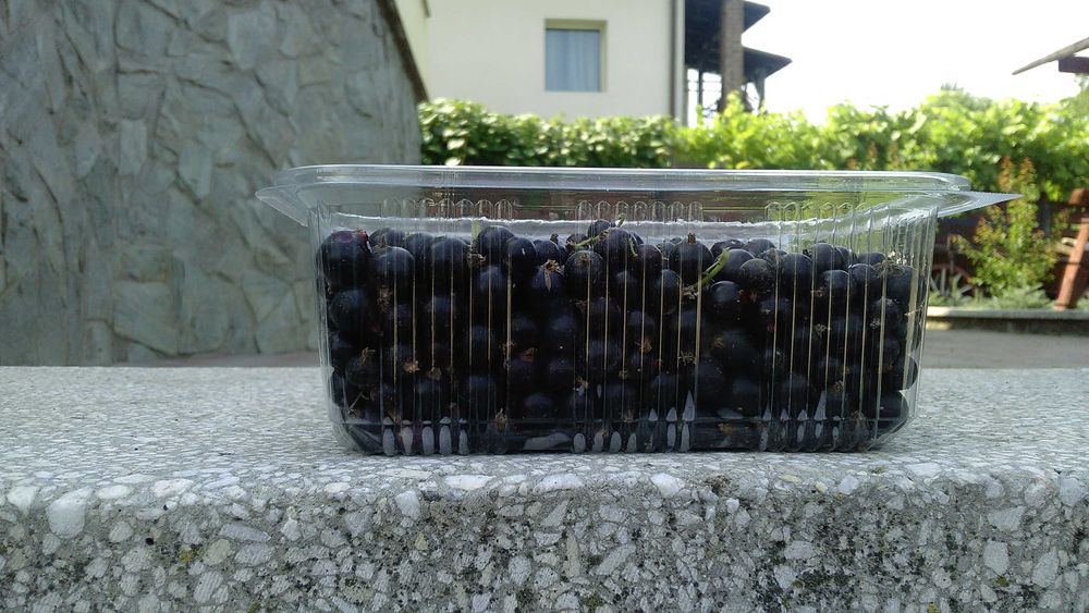 Vand Coacaz negru anul 3