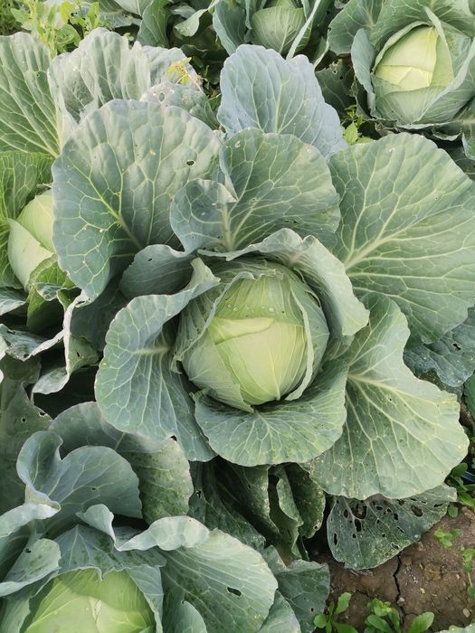 Varză tocata și întreagă