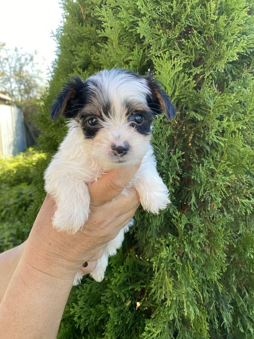 Йорки/йоркширски териер/Бивер/Бивър