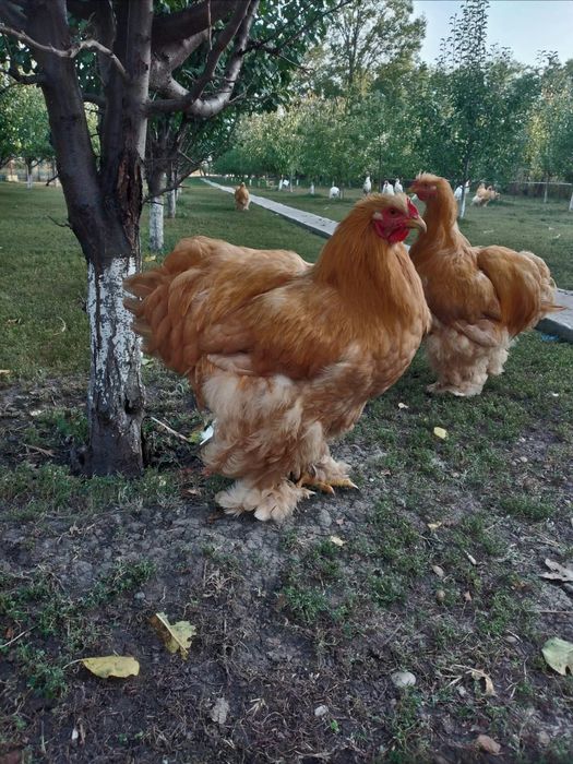 Cochinchina urias galben