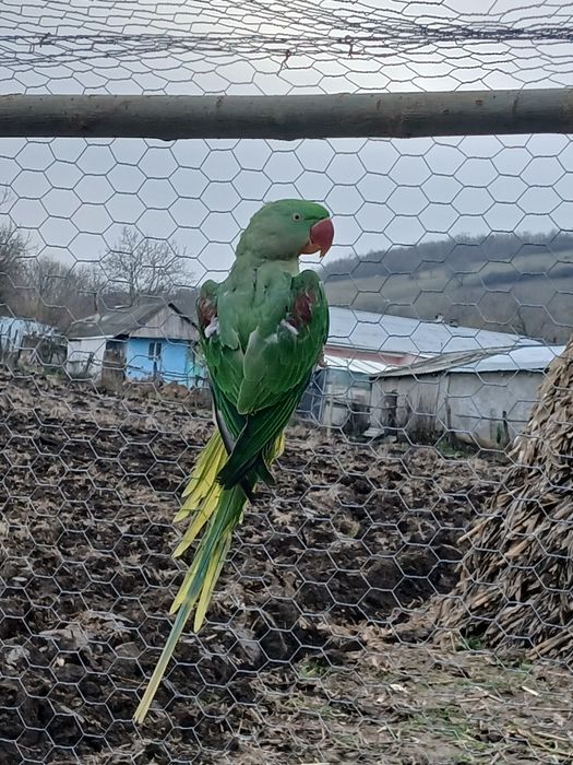 Vând marele alexandru